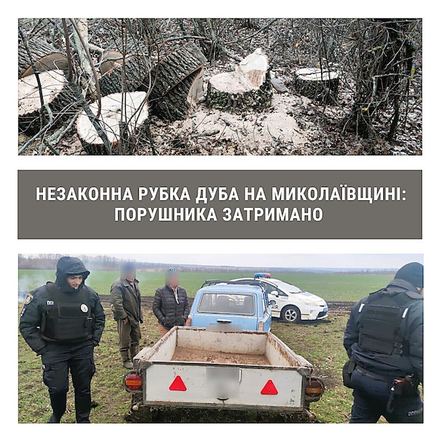 Свежие новости: На Миколаївщині у полезахисній лісосмузі чоловік незаконно зрубив дуб,