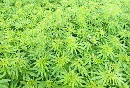 Свежие новости: У одного жителя Николаевщины полиция изъяла бочку с каннабисом, а у второго кроме конопли нашли детали старого оружия