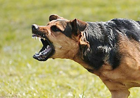 Свежие новости: В селе на Николаевщине собака с бешенством укусила женщину