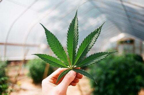 Свежие новости: В Раде начали подготовку закона о легализации медицинского каннабиса, – Арахамия