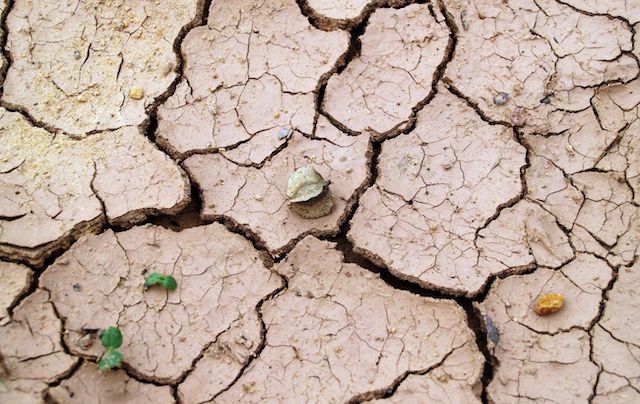 Свежие новости: В ближайшие 30-40 лет более 60% украинских земель грозит опустынивание, - Кабмин