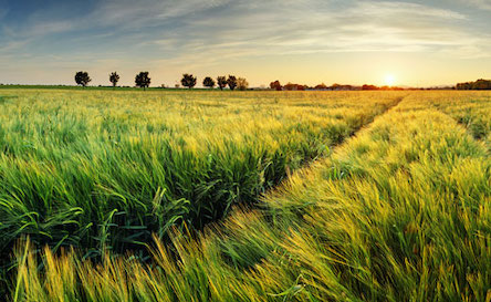 Свежие новости: На Николаевщине аграрии не поделили поле