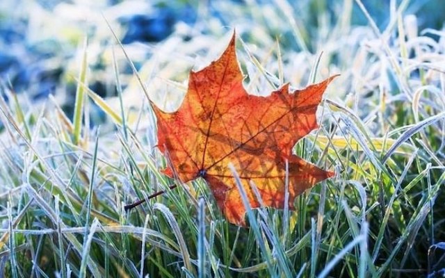 Свежие новости: На Миколаївщині прогнозують заморозки