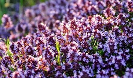 Свежие новости: Украинские фермеры могут хорошо заработать на чабреце