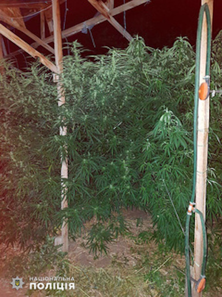 Свежие новости: Полиция провела обыски у николаевца, который оборудовал специальное помещение, чтобы вырастить двухметровую коноплю