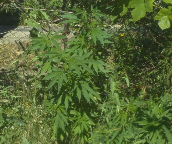 Свежие новости: Житель Николаева хранил психотропные и наркотические вещества в своем доме