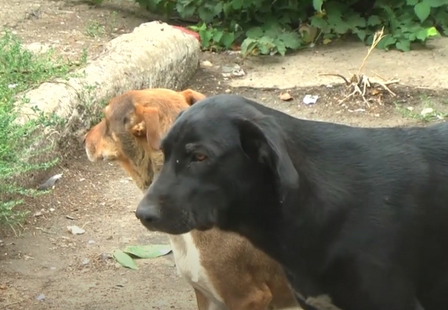 Свежие новости: На жителя Первомайска напала стая бродячих собак: вакцины от бешенства нет