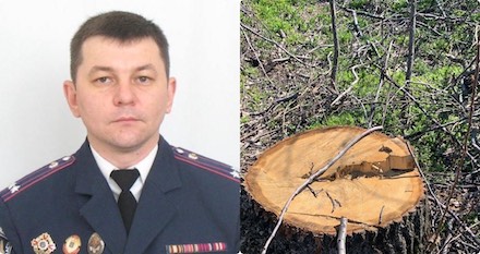 Свежие новости: В Вознесенском районе продолжается незаконная вырубка деревьев