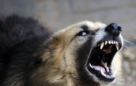 Свежие новости: Жительница Николаева, которую покусала бешенная собака, подала в суд на горсовет