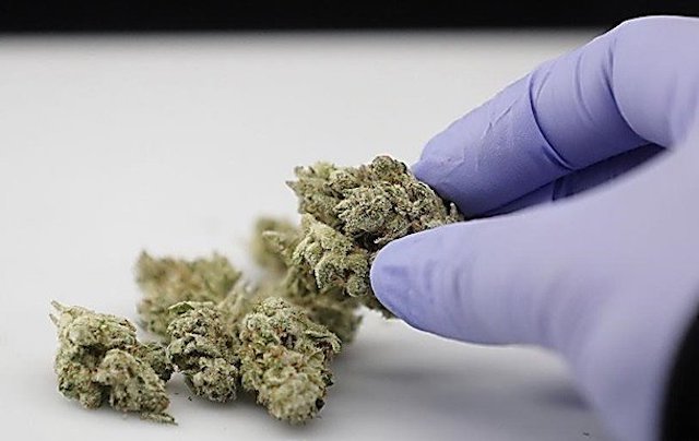 Свежие новости: В Первомайском районе изъяли 2,2 килограмма каннабиса