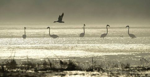 Свежие новости: Стая розовых фламинго поселилась на Тилигульском лимане Николаевской области: новые подробности