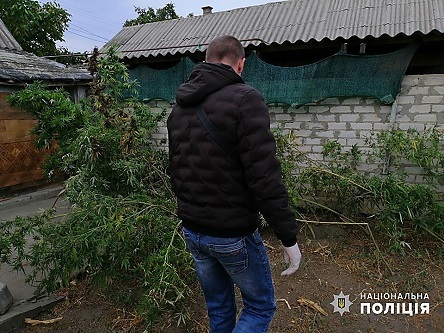 Свежие новости: Полиция нашла посевы конопли и каннабис у еще трех жителей Вознесенского района