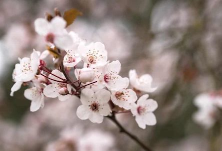 Свежие новости: На Николаевщине в декабре зацвёл яблоневый сад, а в Коблевской громаде в ноябре собирали урожай малины
