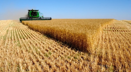 Свежие новости: На Миколаївщині завершено жнивну кампанію ранніх сільськогосподарських культур