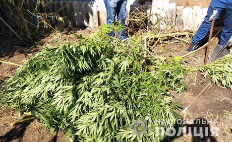 Свежие новости: На Николаевщине наркоман вырастил трехметровую элитную коноплю на миллион гривен