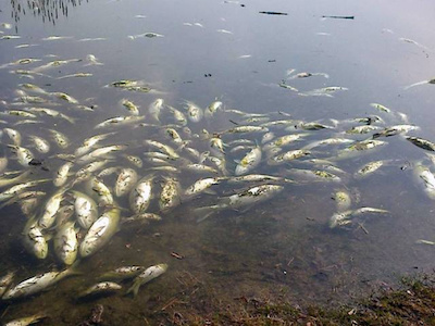 Свежие новости: ВИДЕО: Под Одессой массово гибнет рыба