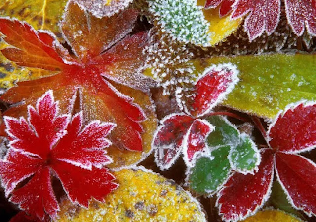 Свежие новости: Заморозки не покидают Украину: синоптики назвали новые даты