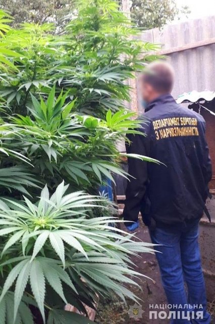 Свежие новости: В Вознесенском районе задержали наркоторговцев: плантации конопли посреди двора