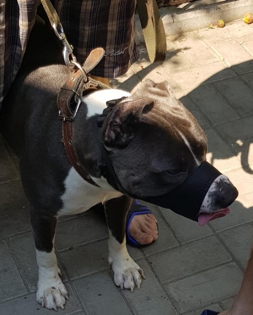 Свежие новости: В центре Николаева бойцовская собака напала на ребенка