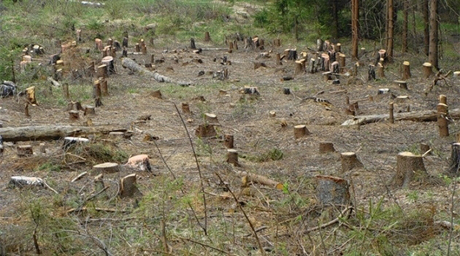 Свежие новости: На Николаевщине двоих человек наказали штрафом более 150 тыс грн за незаконную вырубку леса