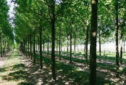 Фото новости: В Николаеве хотят уничтожить сотню живых деревьев Свежие новости: В Николаеве хотят уничтожить сотню живых деревьев