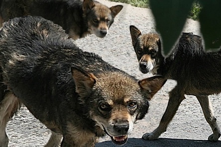 Свежие новости: В Полтаве спасли женщину, которую буквально разрывала стая собак