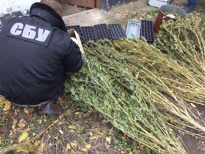 Свежие новости: СБУ накрыла на Николаевщине группировку, которая занималась сбытом элитной конопли по всей Украине