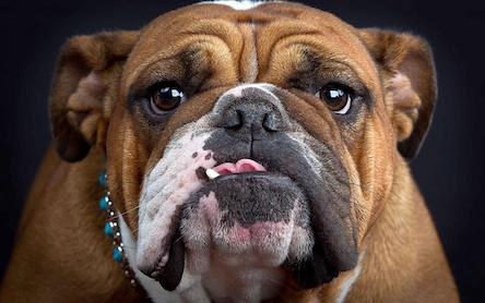 Свежие новости: В Коблевской ОТГ бесплатно будут прививать животных от бешенства.