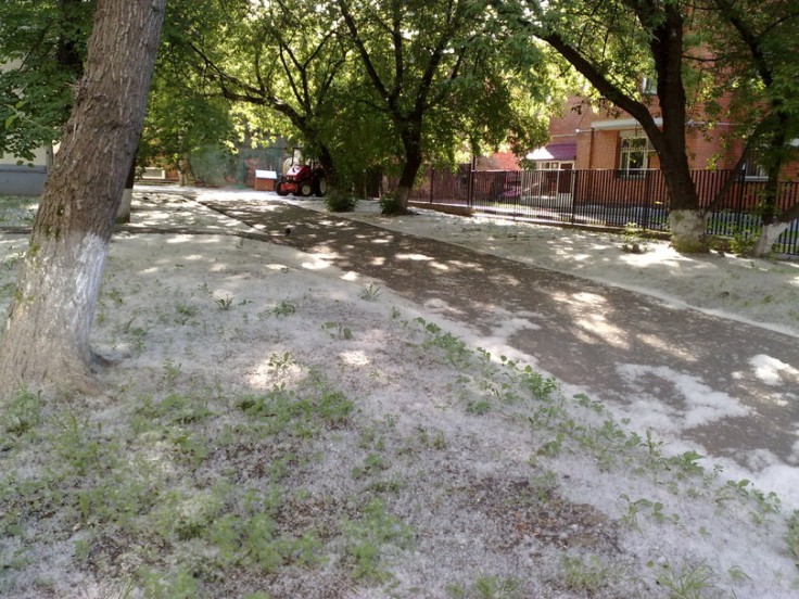 Свежие новости: Николаевцы предлагают законодательно запретить при озеленении города использовать платаны и тополя