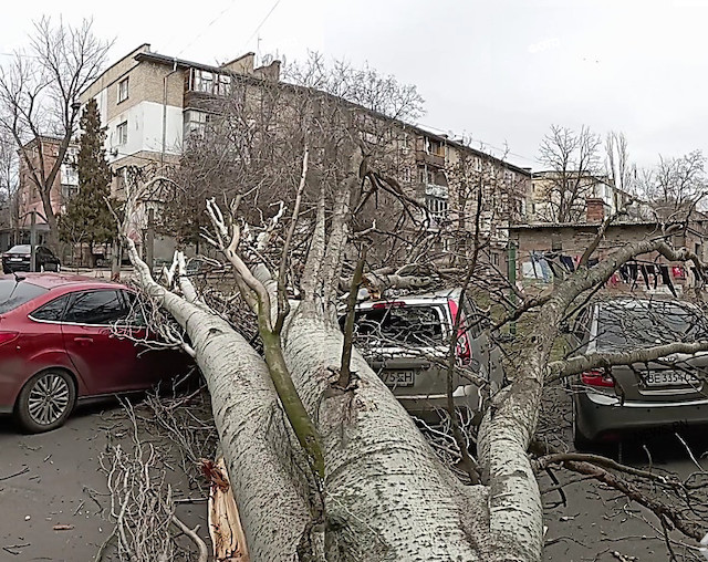 Свежие новости: В Николаеве огромное дерево упало на несколько автомобилей