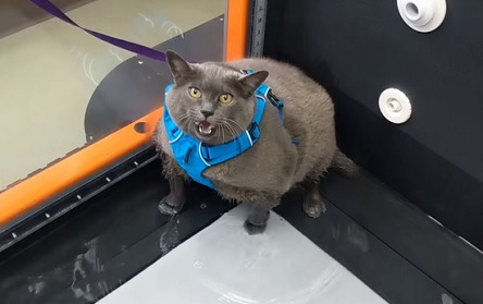 Свежие новости: Толстая кошка стала звездой интернета, обманув беговую дорожку