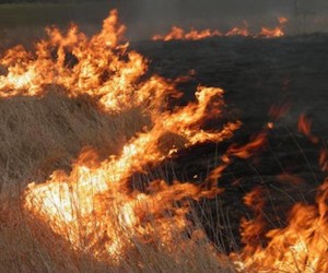 Свежие новости: На Николаевщине неизвестные подожгли стерню