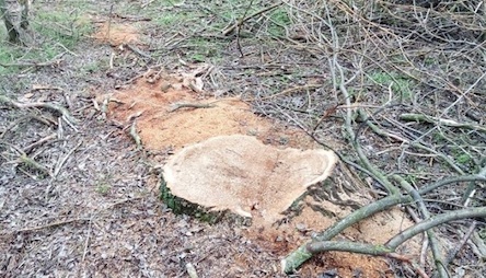 Свежие новости: В Вознесенске суд наказал 