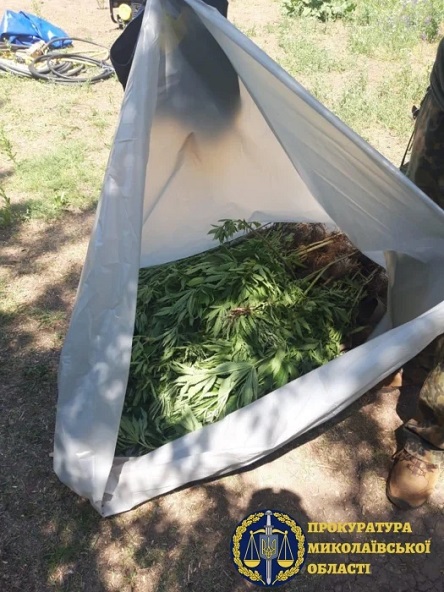 Свежие новости: На территории Вознесенска неизвестные вырастили более 220 кустов конопли