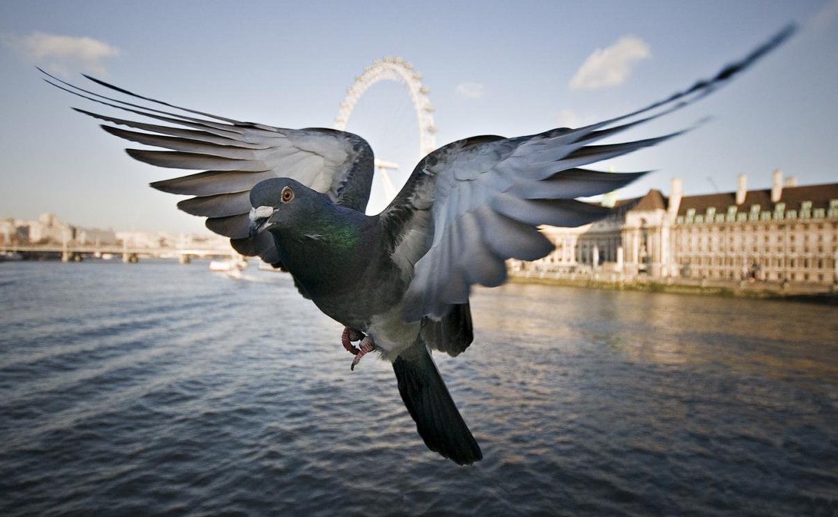 Свежие новости: Голубь убил байкера