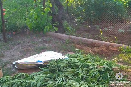 Свежие новости: На Николаевщине наркоман вырастил 122 куста конопли