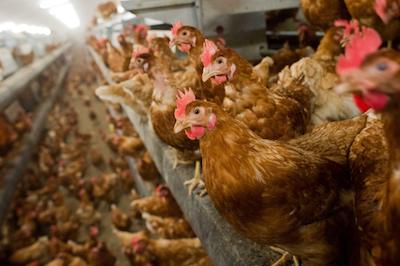 Свежие новости: На Вознесенщине выявлен очаг птичьего гриппа