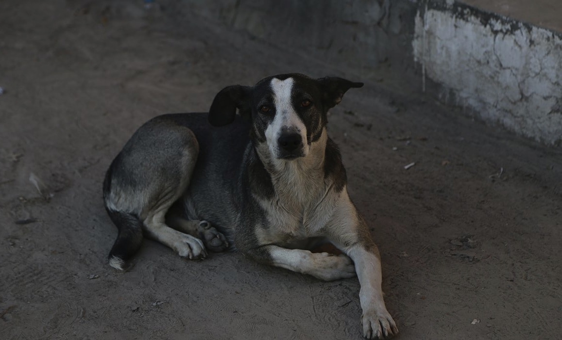 Свежие новости: Требуется помощь жительнице Николаева, которая после нападения бездомных собак получила тяжелые травмы