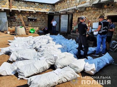 Свежие новости: На Вознесенщине обнаружили наркоплантацию с коноплей на полмиллиона гривен