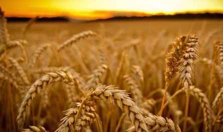 Свежие новости: Марокко вошло в тройку лидеров по импорту украинской пшеницы