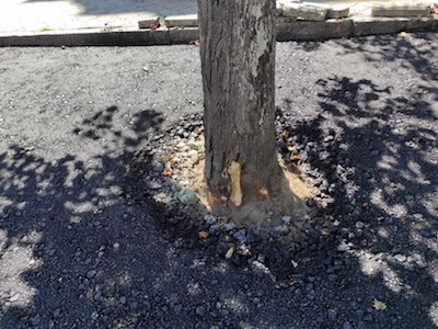 Свежие новости: В Николаеве при ремонте дорожного покрытия заасфальтировали деревья