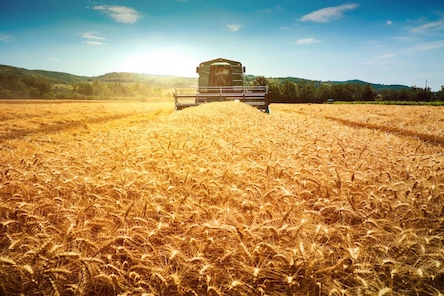 Свежие новости: На Миколаївщині завершується жнивна кампанія ранніх зернових