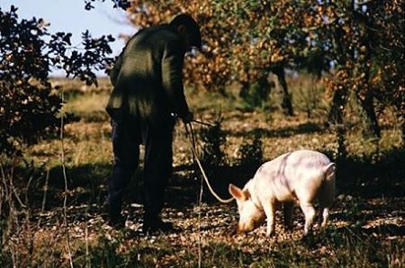 Свежие новости: Дикі свині в Італії знищили кокаїну на $22 тисячі. Дилери заховали наркотик у лісі