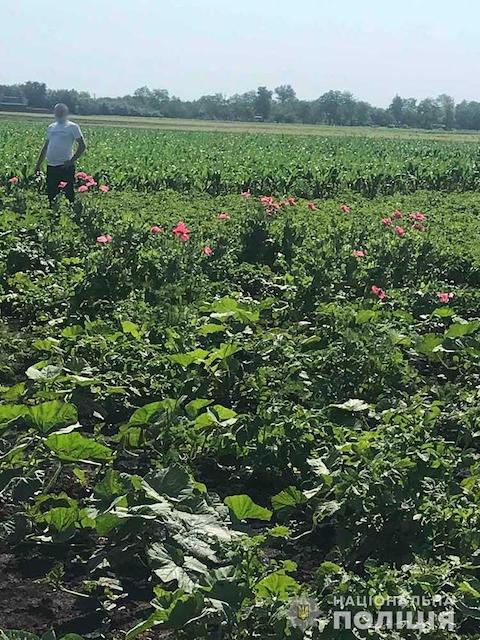 Свежие новости: В Запорожье правоохранители обнаружили две плантации снотворного мака
