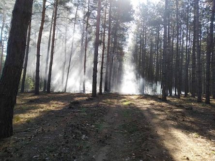 Свежие новости: В Вознесенском лесхозе горела хвойная подстилка