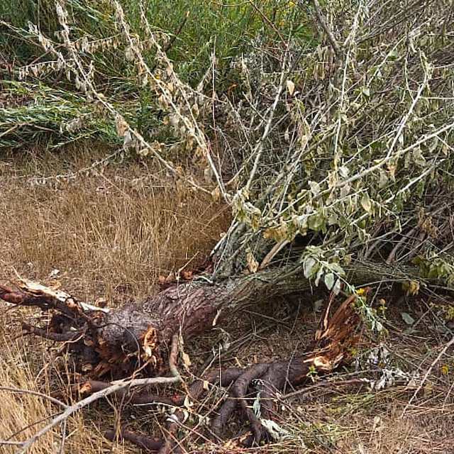 Свежие новости: На Миколаївщині вирубали понад сотню дерев без дозволу