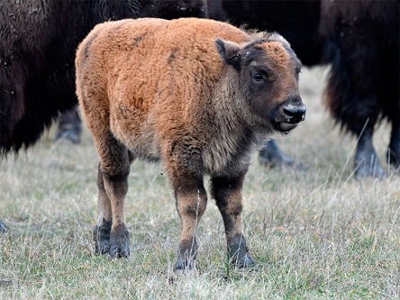 Свежие новости: В заповеднике Аскания-Нова все признаки «незапланированной» весны