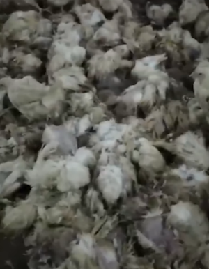 Свежие новости: 