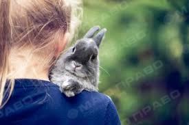 Свежие новости: В Первомайске супружеская пара украла у пенсионерки кроликов