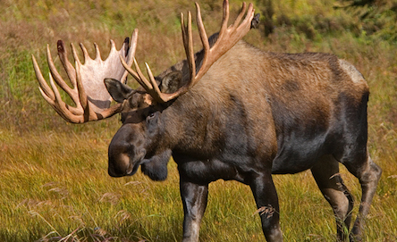 Свежие новости: В Красную книгу Украины занесут лося, несмотря на протесты браконьеров